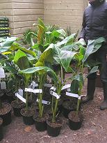 Musa sikkimensis